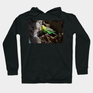 Budgie In Nest Hole Hoodie